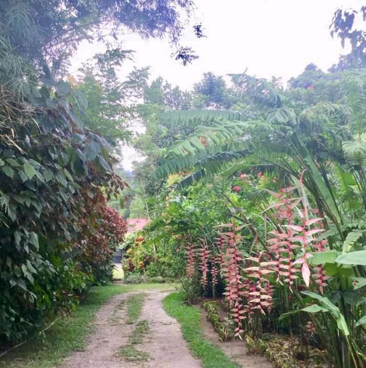 Thousand Hills Ketambe ,Room And Treking Lhokuenam Exterior foto